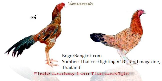 Gambar Ayam Jago Bangkok Betina Terbaik Thailand Yg Baik