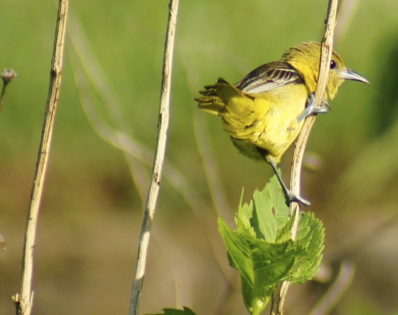 Butler's Birds Yellow Birds of Pennsylvania