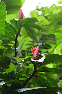 Puriscal Red Flower