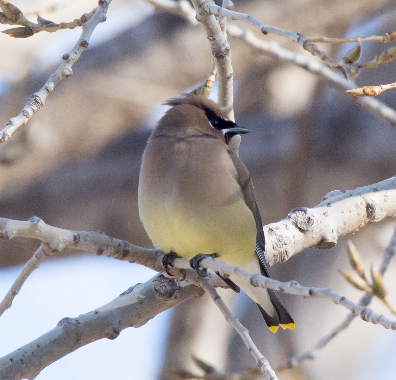 Gordon's Birding Adventures Winter Birding in Nebraska