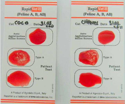 Какая ты кровь тест. Определение группы крови у собак. Тест на группы крови кошек. Тест для определения группы крови у кошек. Тест на определение группы крови собак.