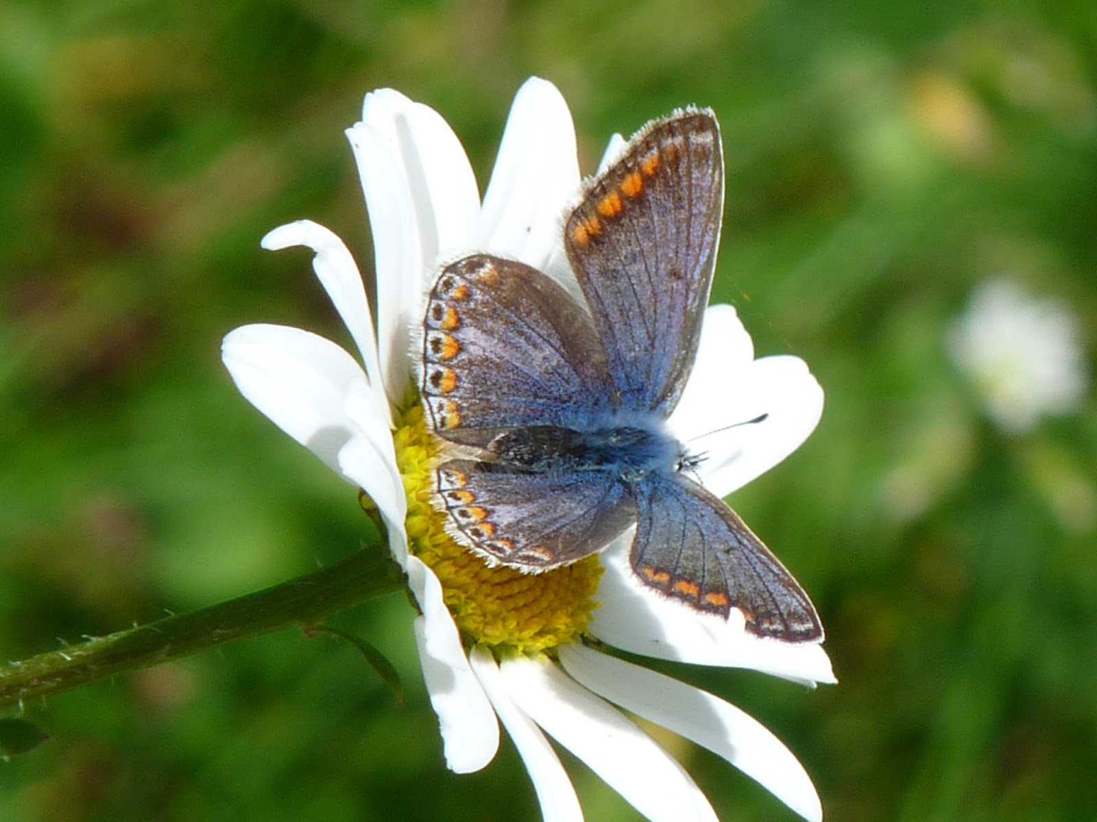 Wild and Wonderful My Photos of (Largely UK) Butterfly Species