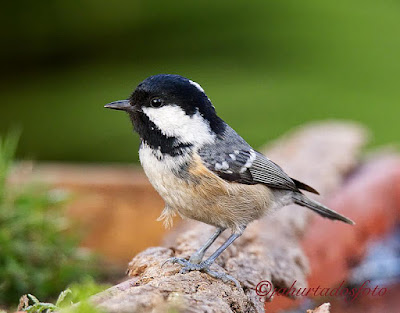 Mallerenga petita (Periparus ater)