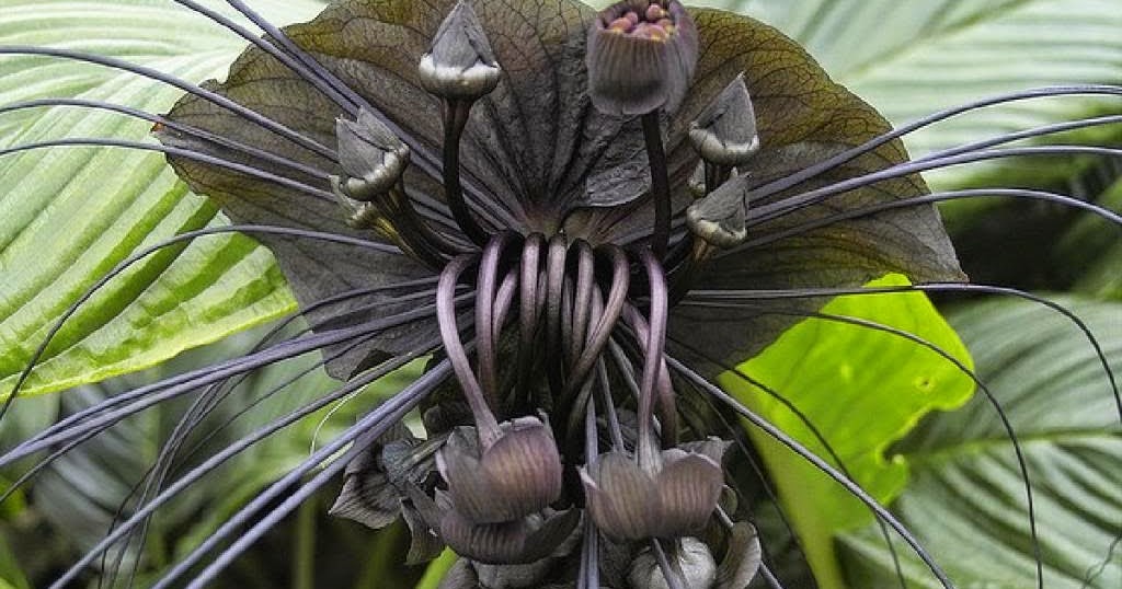 BUY BAT FLOWER SEED The Garden of Eaden