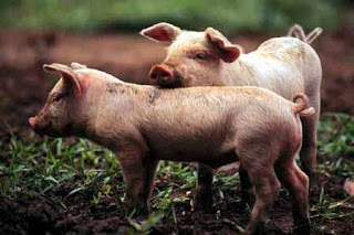 Cerdos Foto de chanchos pequeños y rosados