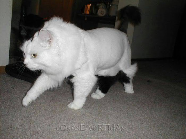  fotos de gatos persas afeitados como leones