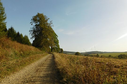 Czeremcha tuż przed cerkwiskiem. Widok w stronę Przełęczy Beskid nad Czeremchą.