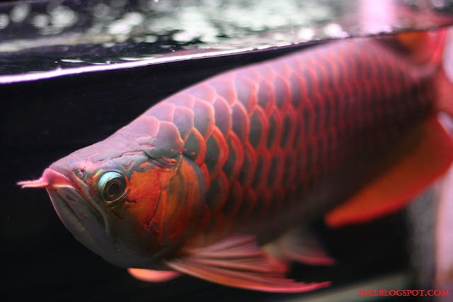Sudah Benarkah Cara Merawat Ikan Arwana Di Dalam Akuarium Yang Anda Lakukan? Gambar, Foto Cara Merawat Ikan Arwana Di Dalam Akuarium