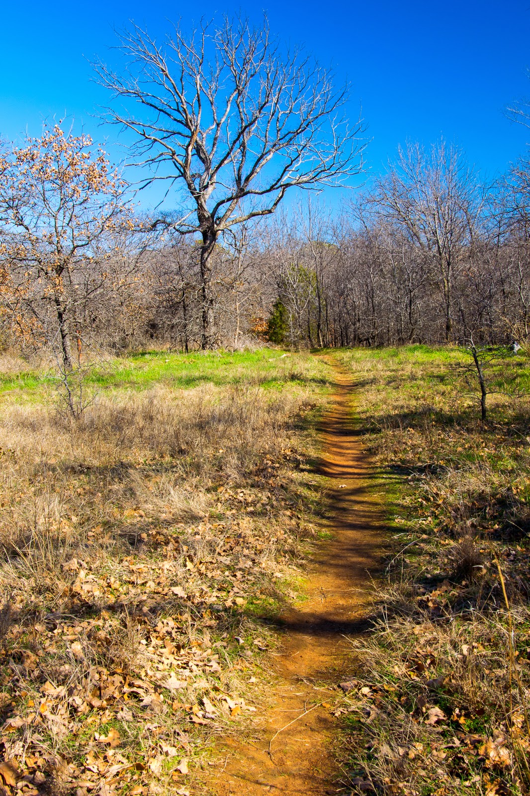 A Tree Falling Wichita Forest Trails