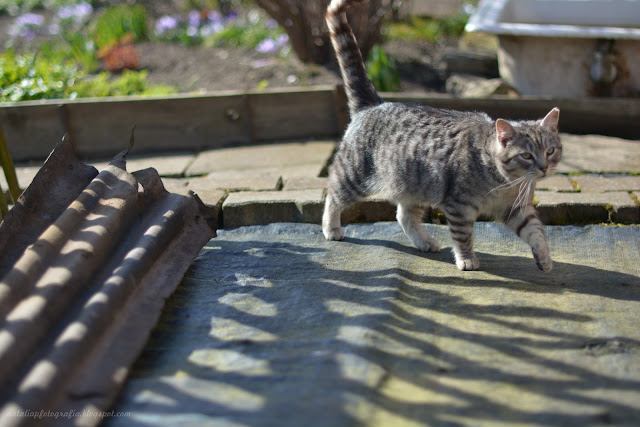 DSC_3584.JPG