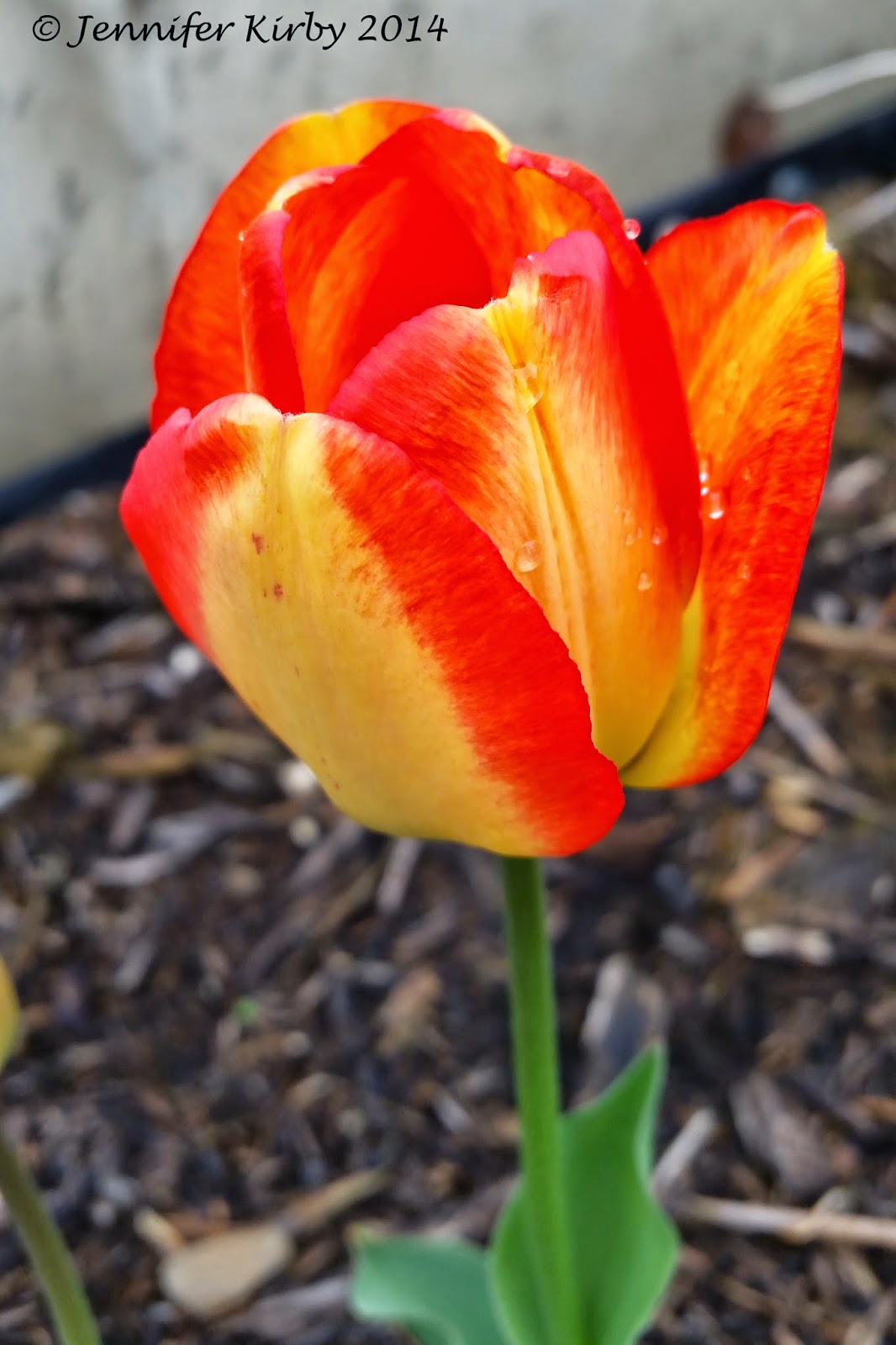 The Minnesota Garden Tulips in the Garden