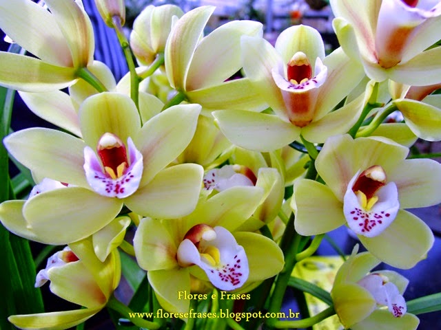 Flores e Frases : Eis as Orquídeas se exibindo novamente.