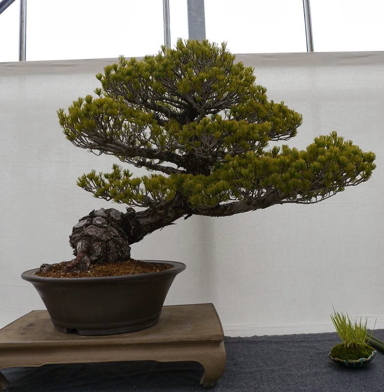 BonsaiFotoAusstellung: HAI-YAMA-TEN 2014
