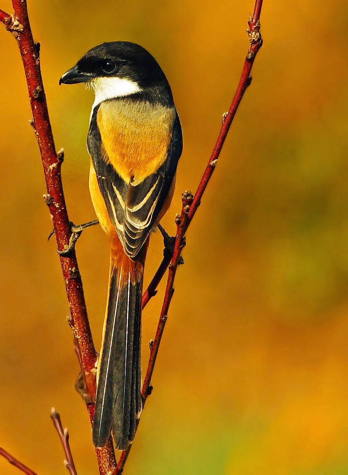 Wallpaper Gambar Burung Kicau Pernik Wallpaper