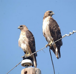 bird texas hawk north tailed hawks common poop nest commonly nestcam streaming could check