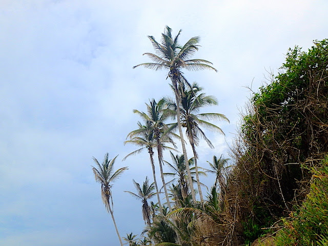 Palm tress in El Cabo beach in Tayrona National Park, Colombia