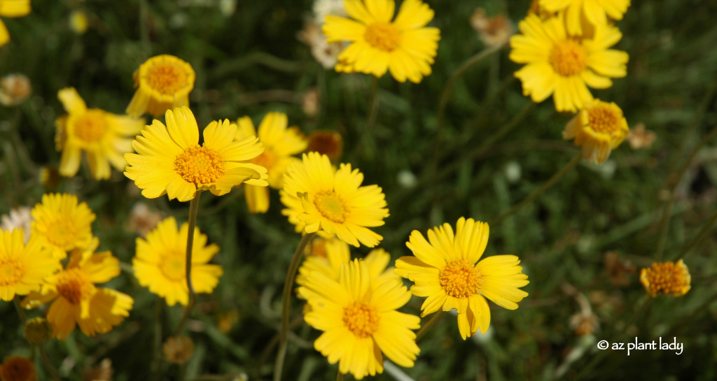 Drought Tolerant Angelita Daisy Adds Year Round Blooms