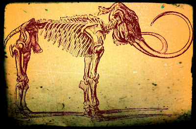 Vintage drawing of elephant skeleton