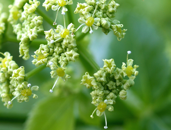 野生の花:名前と写真 - Smyrnium olusatrum またはホースセロリ