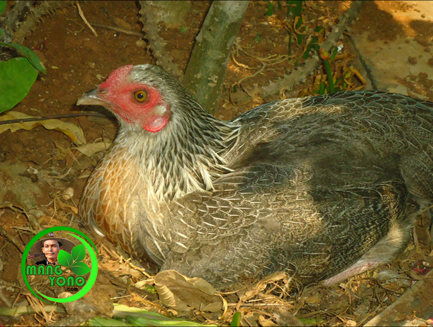 Induk ayam mulai mengeram telur telurnya di taman