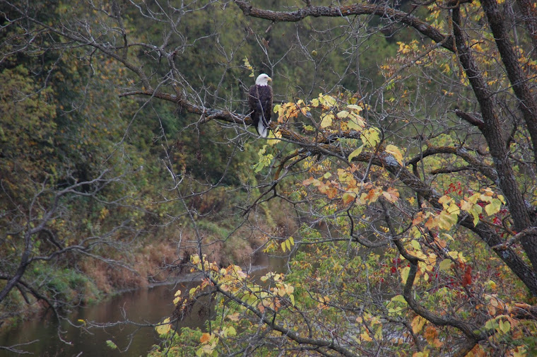 Volga River Realty news