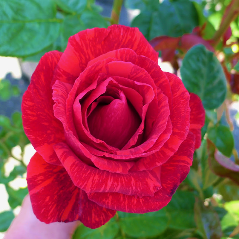 Good Life Northwest The Seven Essentials For Growing Healthy Roses