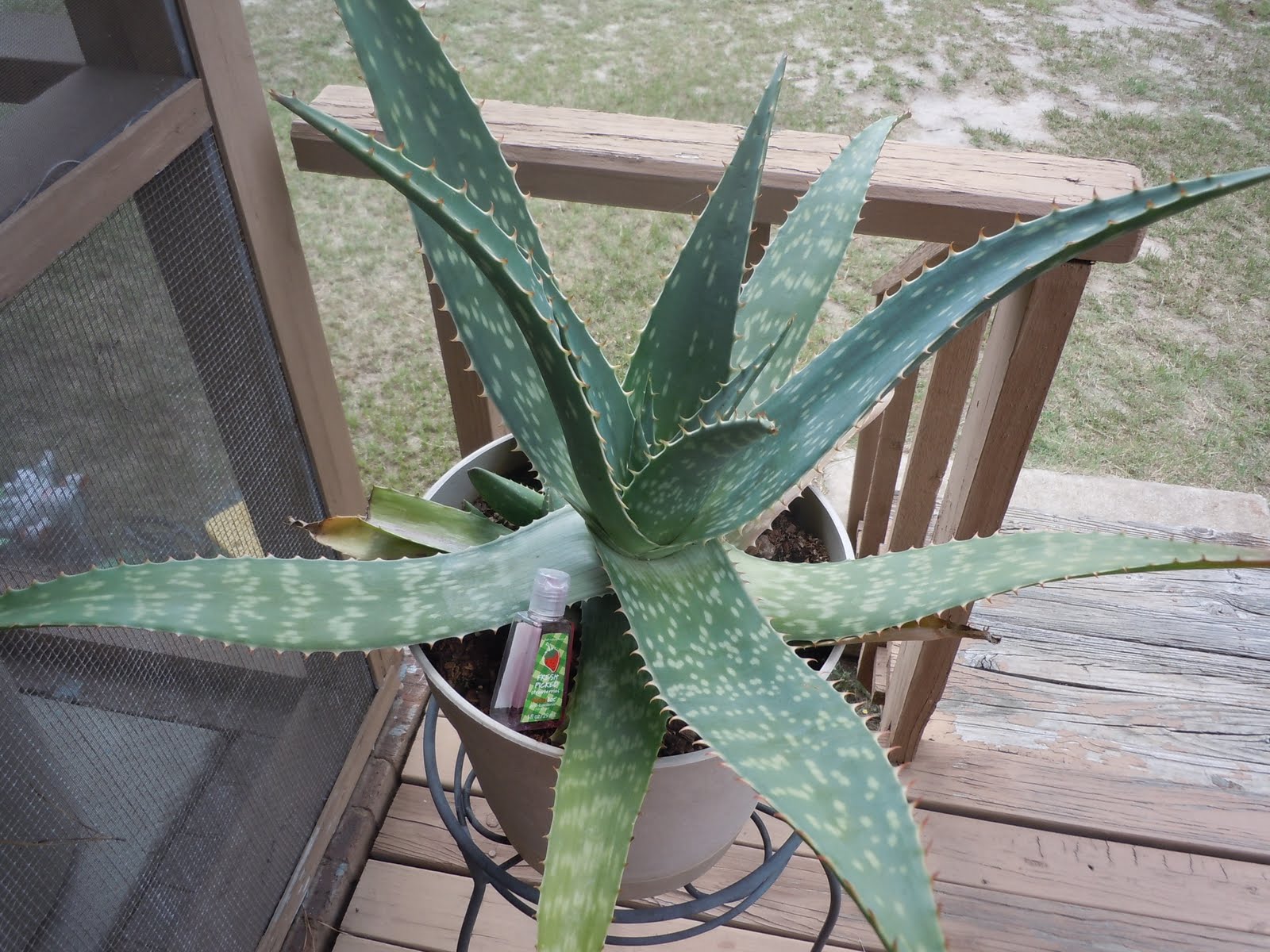 STHS AP Biology: LIGNIN