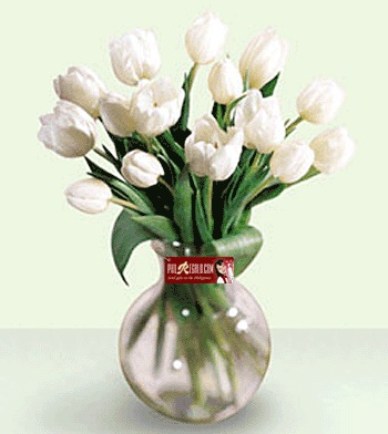 Info Keren Paling Top Untuk Anda Bunga  Tulip  Putih  