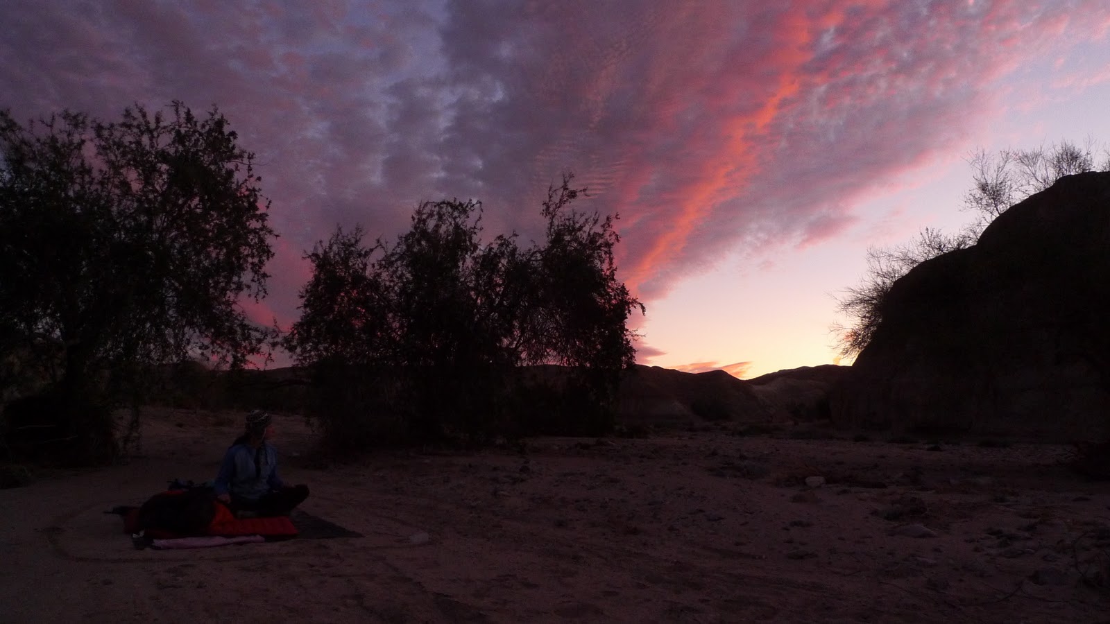 Wild Harvests Joshua Tree
