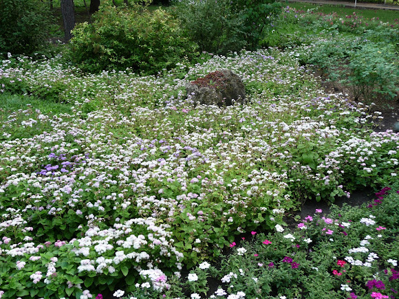 Донецк. Ботанический сад. Коллекция цветов