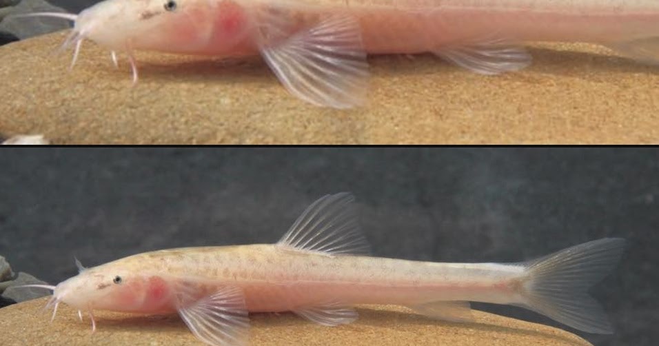 Species New to Science [Ichthyology • 2017] Triplophysa luochengensis