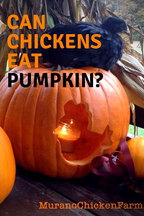Feeding pumpkin to chickens Murano Chicken Farm