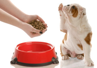 Urea en sangre perros Urea en sangre perros