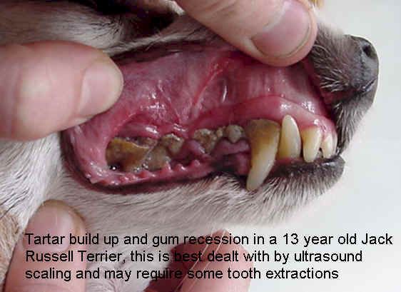 symptoms of dog cold symptoms of dog cold