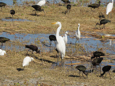 Colusa National Wildlife Refuge