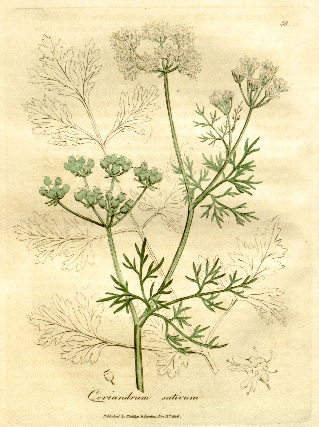 Biodiversity Heritage Library for Europe: Spice of the week: Coriander