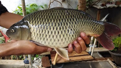 Umpan Serta Alat Memancing Untuk ikan Mas