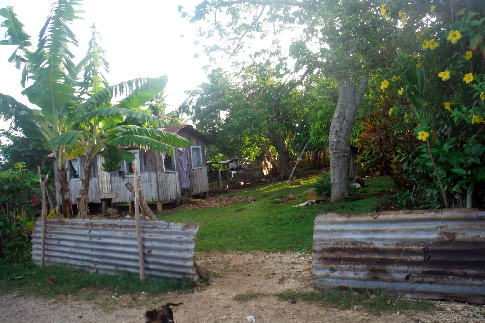 Testimonies from Tonga: TONGAN HOUSES