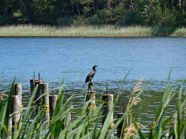kormoran czeka na swą zdobycz pale, trzcina, woda, ptak wodny, las, Liny, Linie
