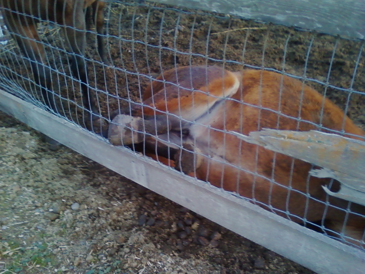 Equine Masterpiece A "Cast" Horse