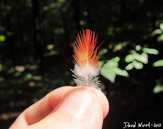 red and white feather, cardinal, tiny, forest