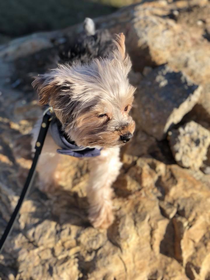 sir charles the yorkshire terrier posing on a rock
