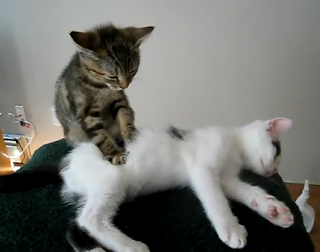 kitten massage therapy