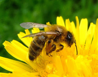 الفطر يحفظ النحل من الأنقراض