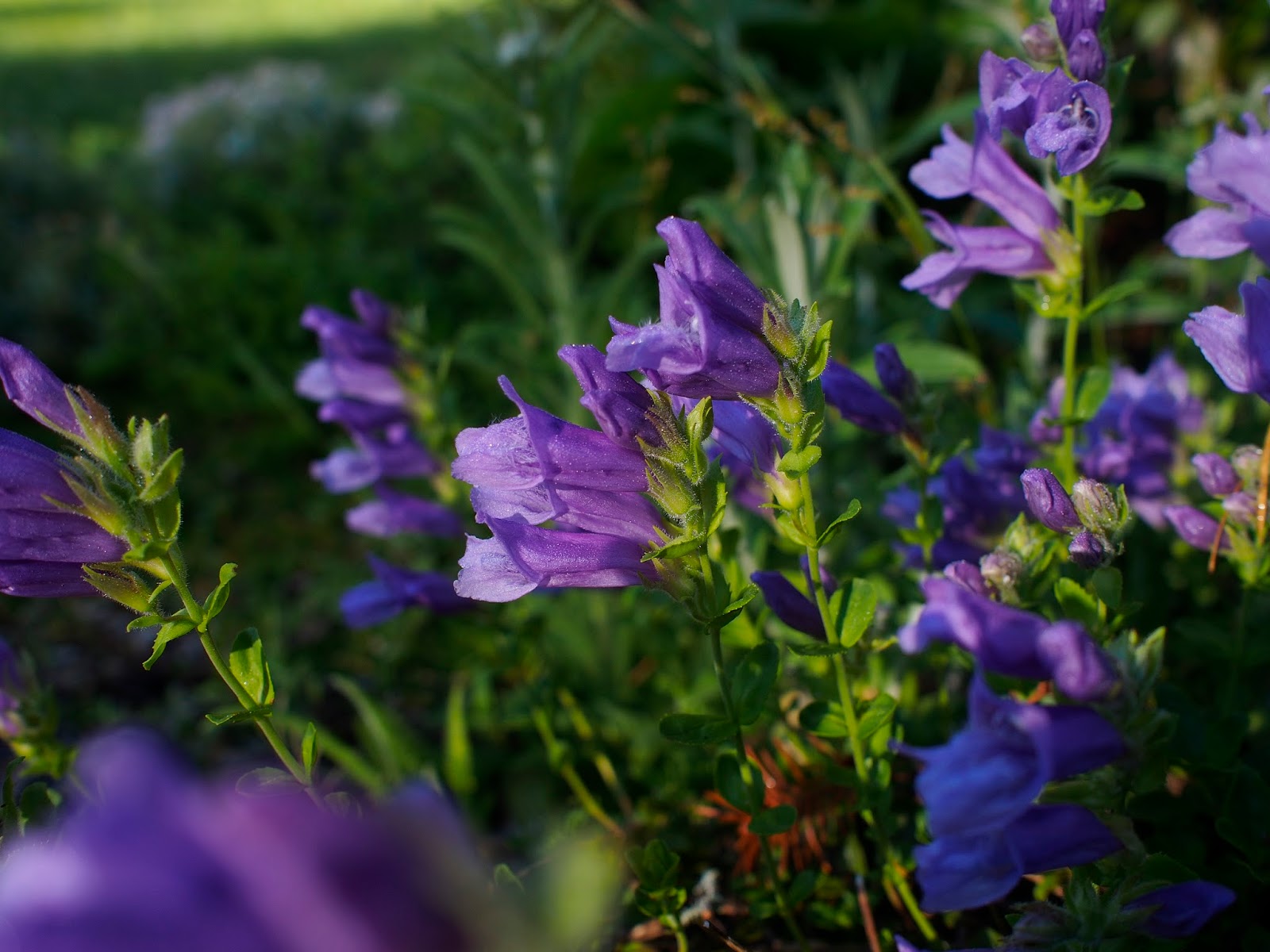 Native Plant Highlights