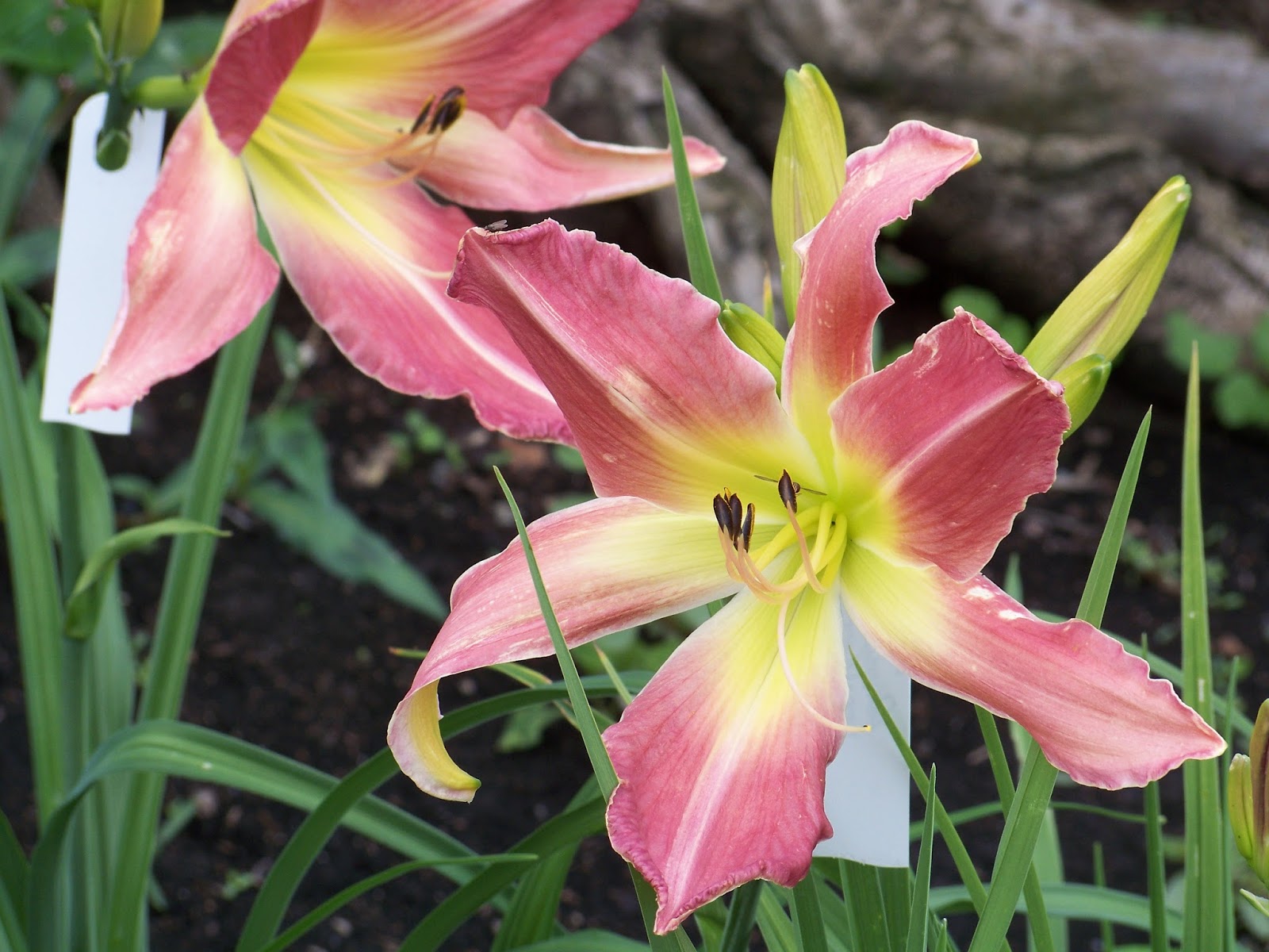 Lithuanian daylily and iris garden ster's Pink Wonder
