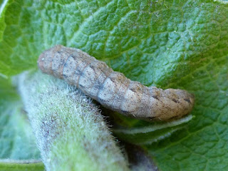 Chenille du Québec non identifiée Chenille du Québec non identifiée