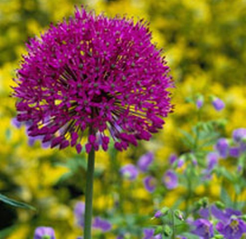 Tanaman Hias Bawang Bawangan Cara Sehat Serhamo