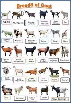 goat images