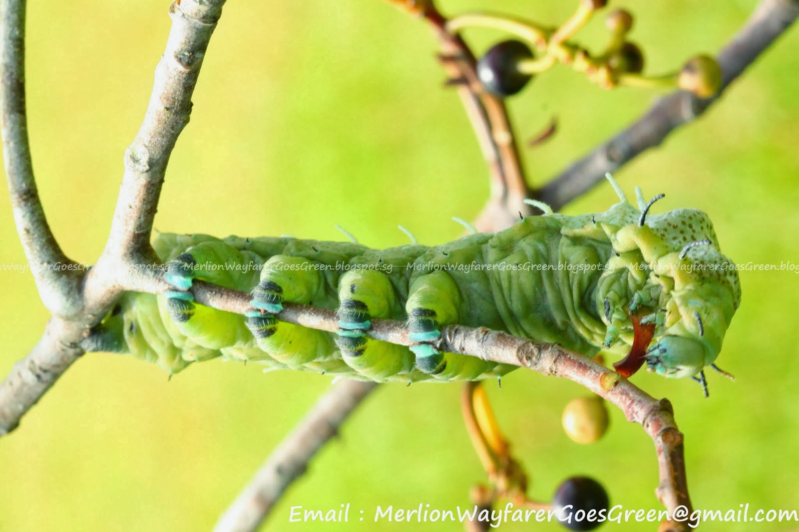 How Many Legs Does A Caterpillar Have? Merlion Wayfarer Goes Green